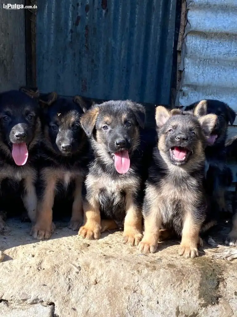 Cachorros Pastor Alemán  Foto 7134815-3.jpg