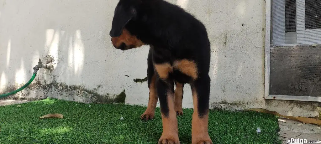 Cachorros Rottwialer Hembras  Foto 7140051-1.jpg