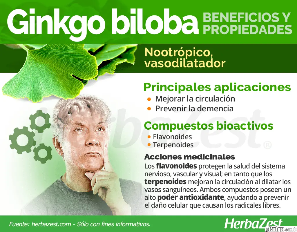 GINGO BILOBA ginkgo plantas hierbas medicina natural en santo domingo  Foto 7140615-4.jpg