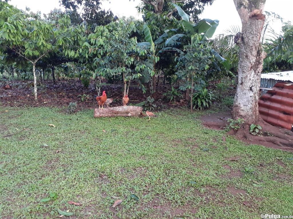 Finca en Guanuma 57 tareas sembrada de cacao y frutales  Foto 7143438-2.jpg