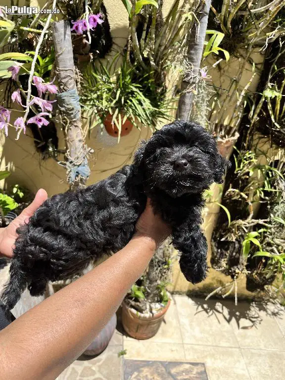 Maltipoo Macho Foto 7143459-3.jpg