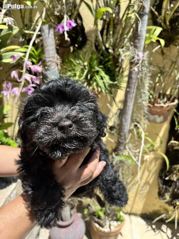 Maltipoo Macho Foto 7143459-5.jpg