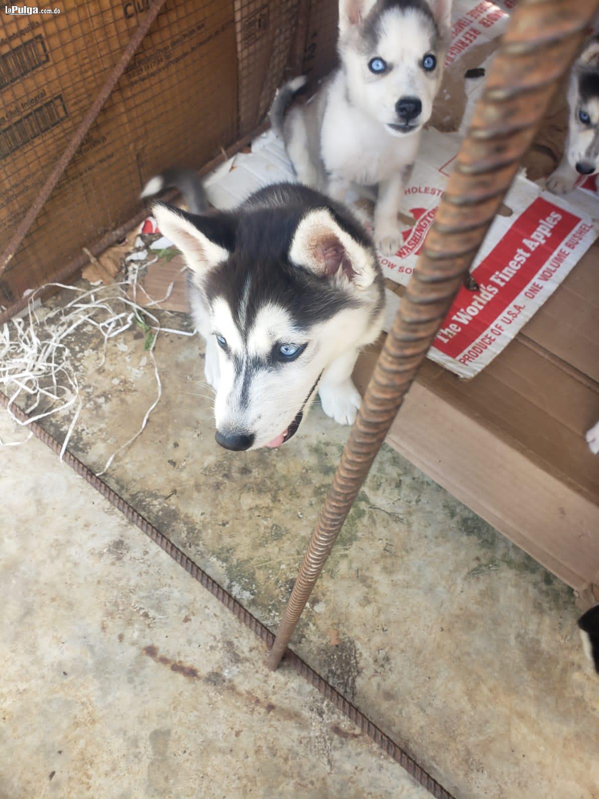 Hermosos husky siberianos  en Nagua Foto 7145191-4.jpg