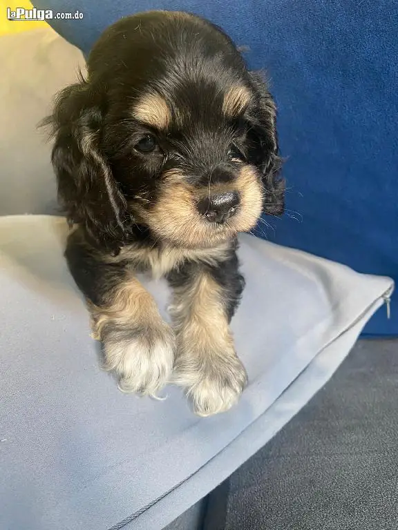 Cocker Spaniel Bien Lindos disponible  Foto 7149289-4.jpg