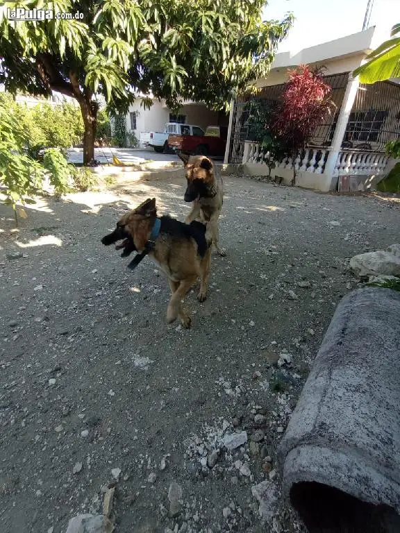 Cachorros de Pastor Aleman 2 semanas de nacidos. Desparacitados Foto 7150318-1.jpg