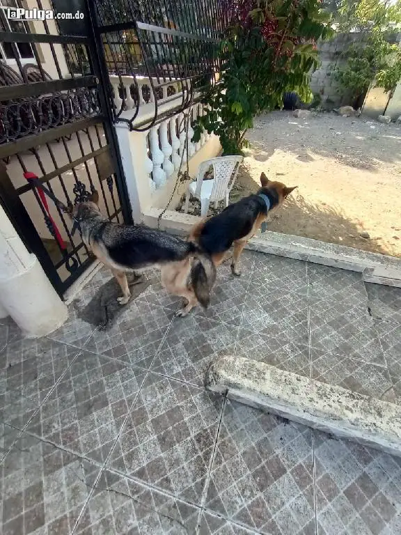 Cachorros de Pastor Aleman 2 semanas de nacidos. Desparacitados Foto 7150318-4.jpg