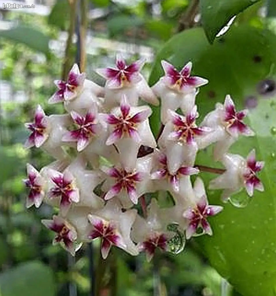 Ventas de orquideas desde rd 300 Foto 7150854-3.jpg