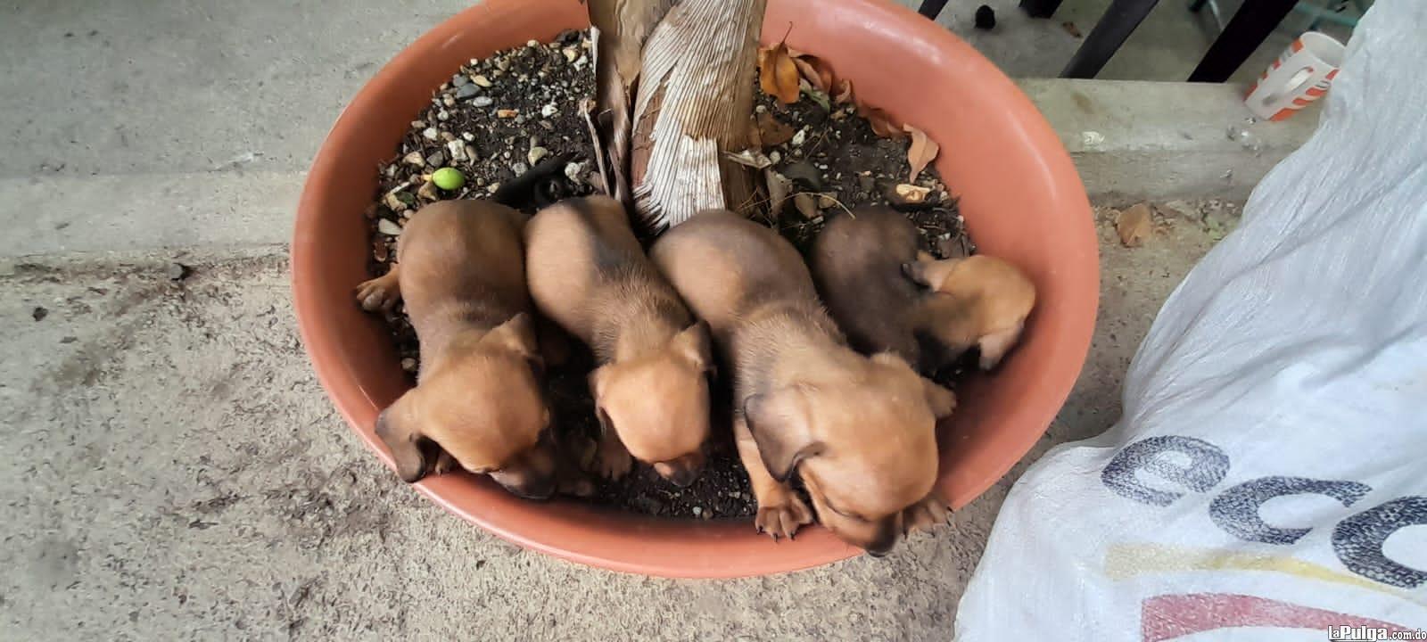 Salchicha cachorros  en San Cristóbal Foto 7153837-2.jpg