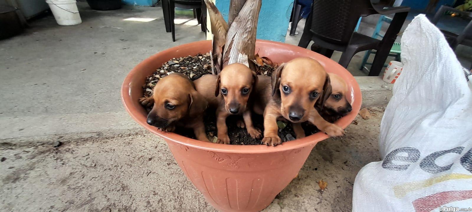 Salchicha cachorros  en San Cristóbal Foto 7153837-3.jpg