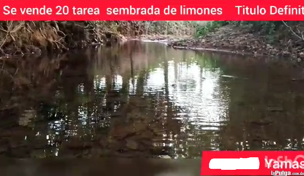 Vendo 20 tareas en Yamasá sembrada de Limón Río a 20 metros con tí Foto 7154553-1.jpg