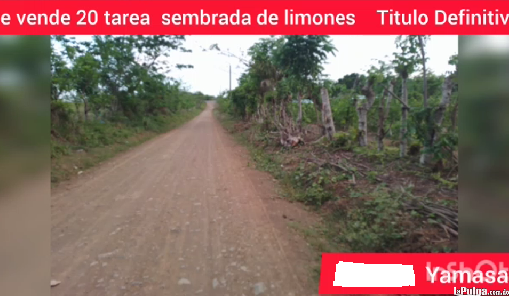 Vendo 20 tareas en Yamasá sembrada de Limón Río a 20 metros con tí Foto 7154553-4.jpg