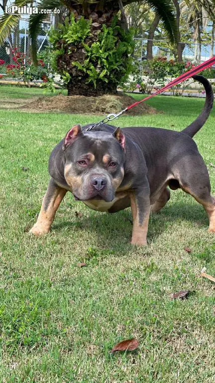 Hermos cachorros American Bully XL con pedigrí disponibles.  Foto 7154881-1.jpg