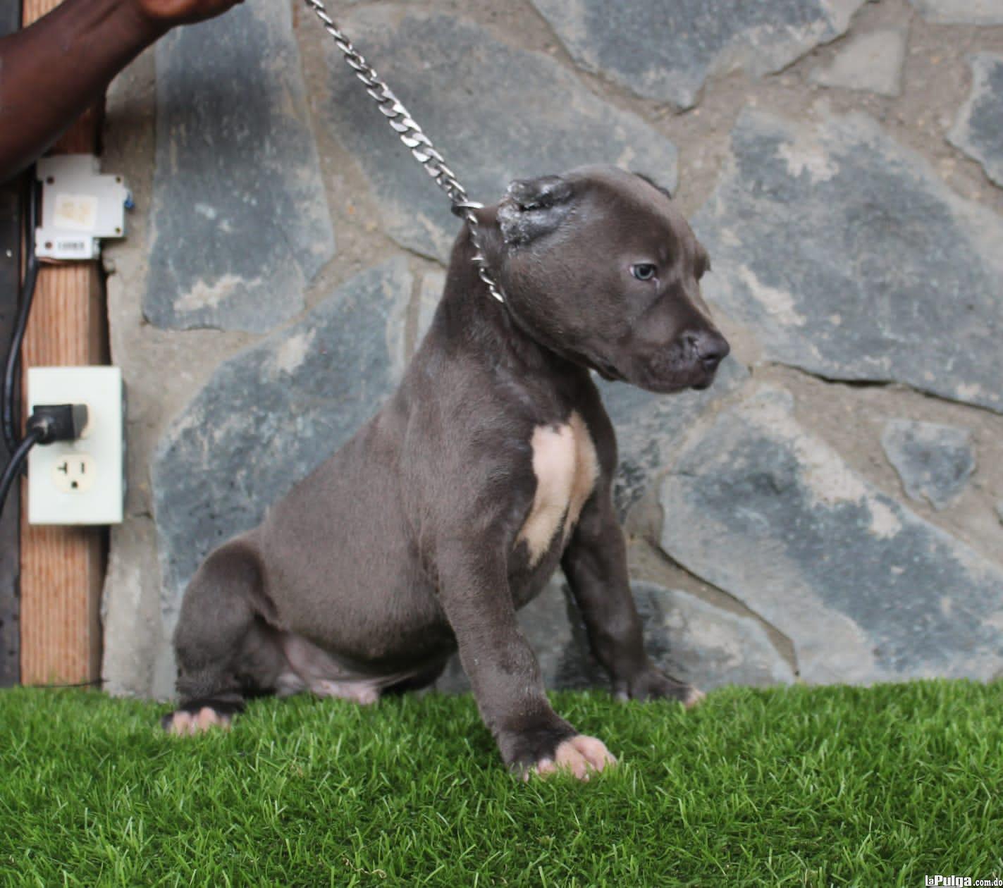 Hermos cachorros American Bully XL con pedigrí disponibles.  Foto 7154881-4.jpg