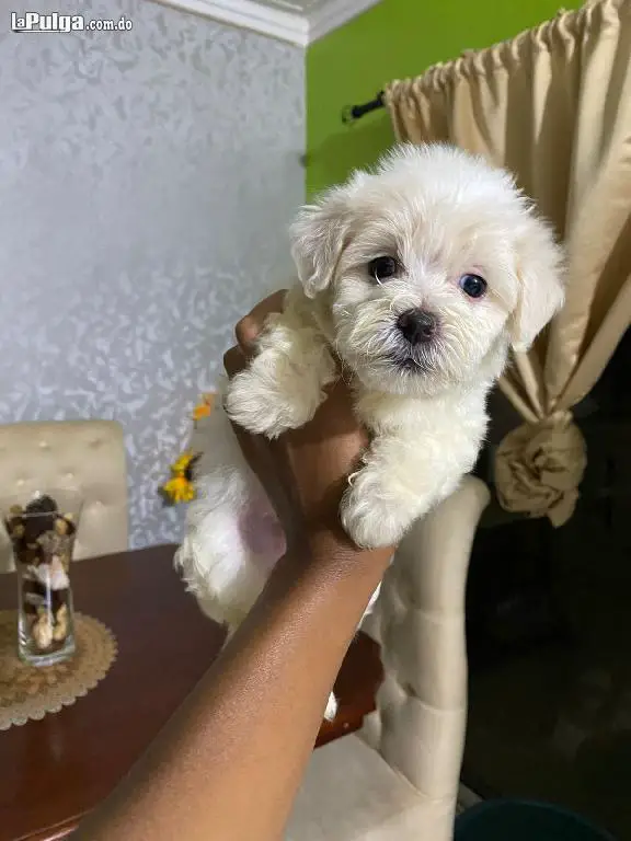 Cachorros Maltipoo - VENDIDOS NO DISPONIBLES Foto 7157562-3.jpg