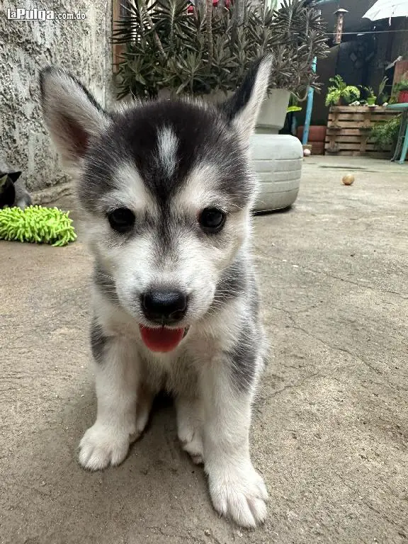 Cachorros Huskys en venta Foto 7158784-1.jpg