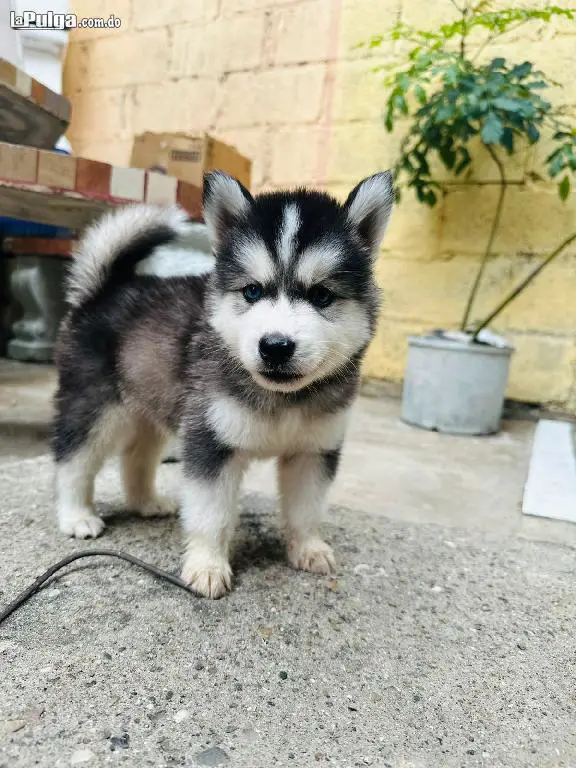 Cachorros Huskys en venta Foto 7158784-2.jpg