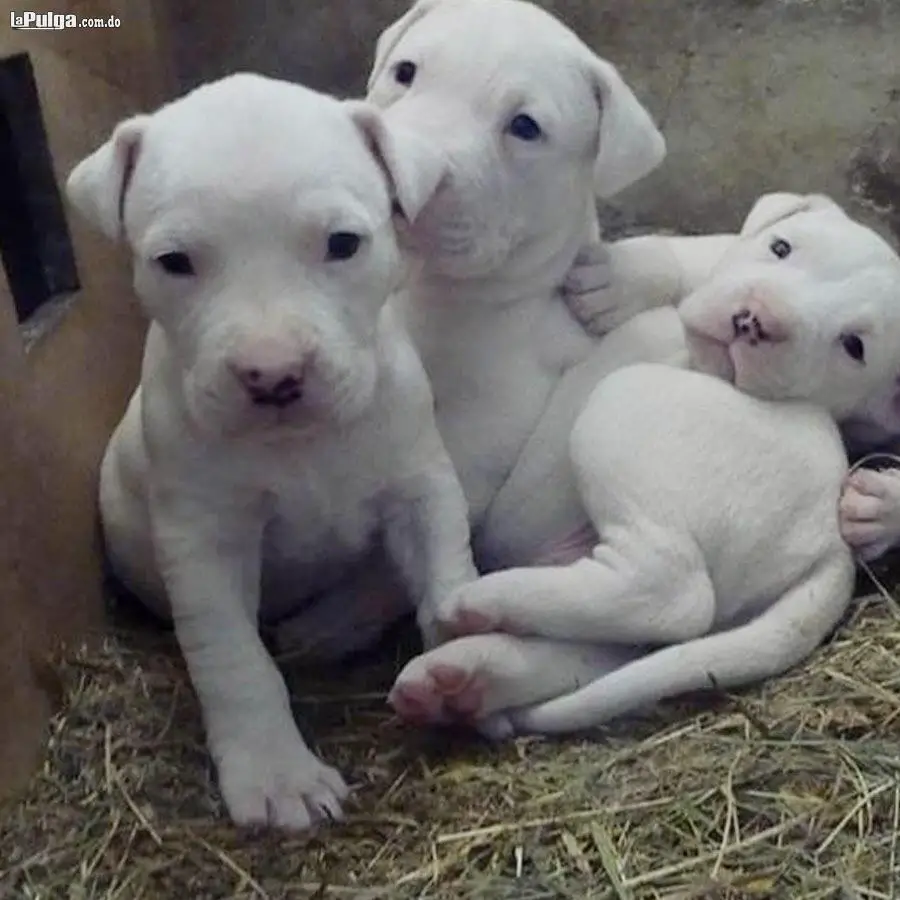 Cachorros Dogo argentino con pedigri  Foto 7158988-4.jpg