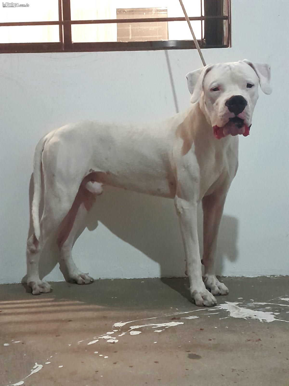 Perros Dogo Argentino con papeles FCi  //pedigri  Foto 7158989-1.jpg