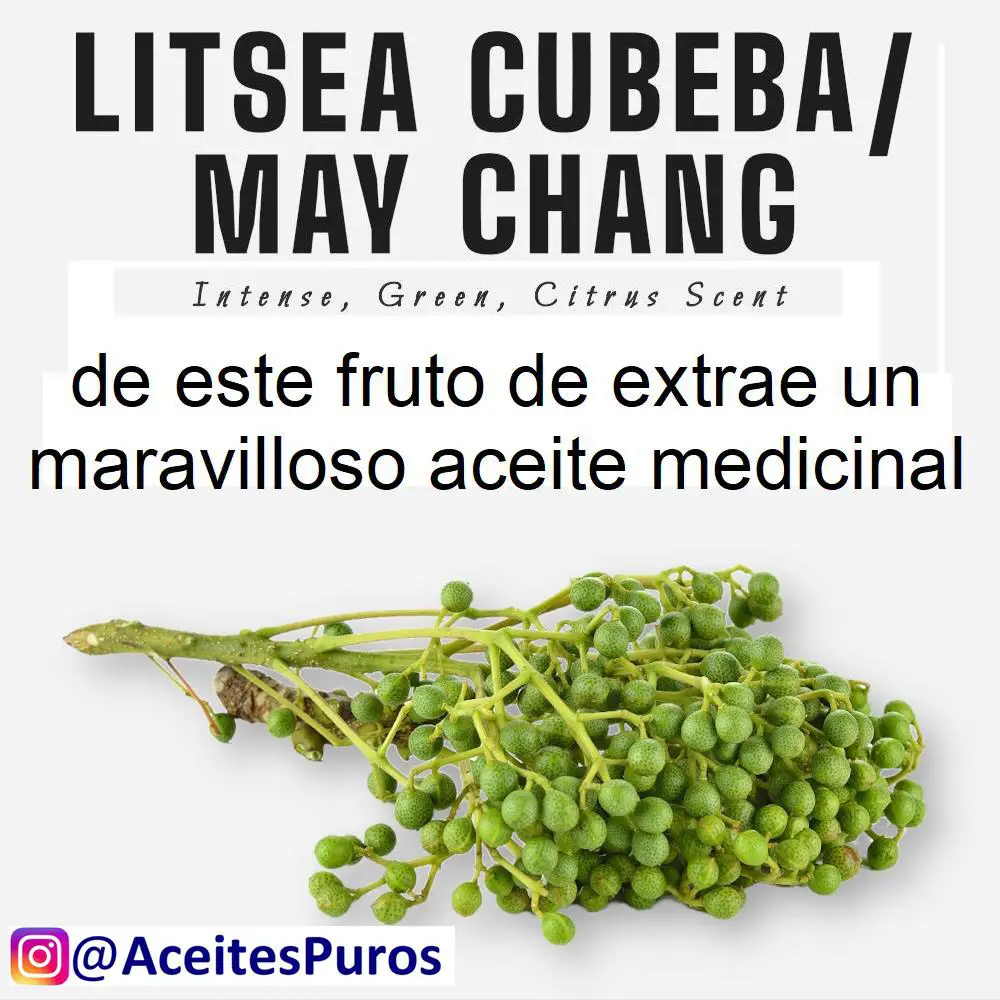 LITSEA CUBEBA may chang aceite antibacterial antifungico de  Foto 7164521-Y1.jpg