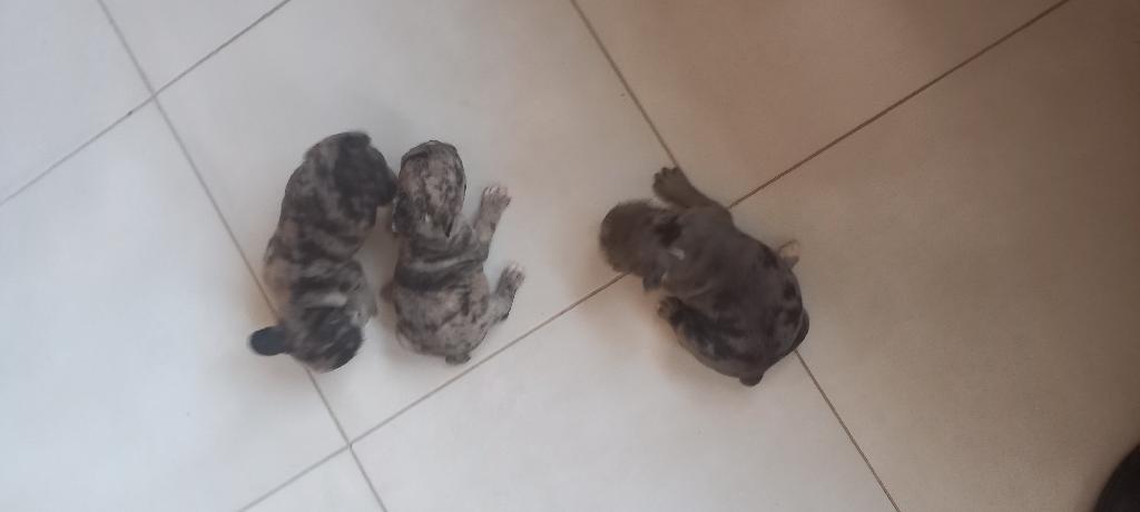 Disponible bulldog francés machos merle Foto 7164911-2.jpg
