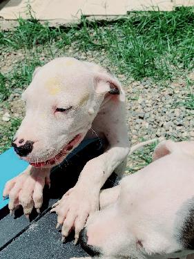 CACHORROS Dogo argentino Foto 7167675-3.jpg