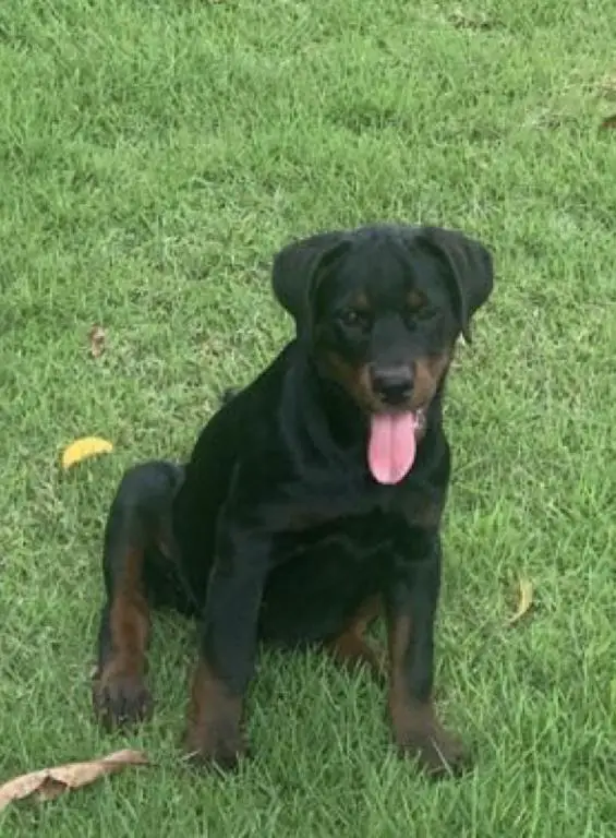 CACHORROS ROTTWEILLERS AMERICANOS Foto 7168058-4.jpg