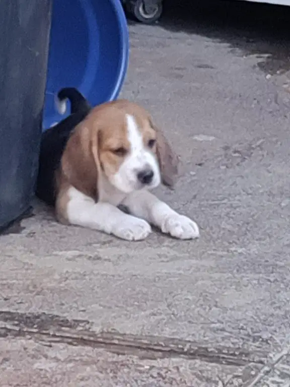 Cachorros beagles en Santo Domingo DN Foto 7168228-1.jpg