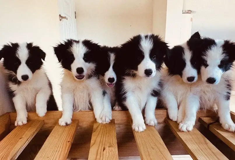 Cachorros Border Collie Foto 7168299-x1.jpg