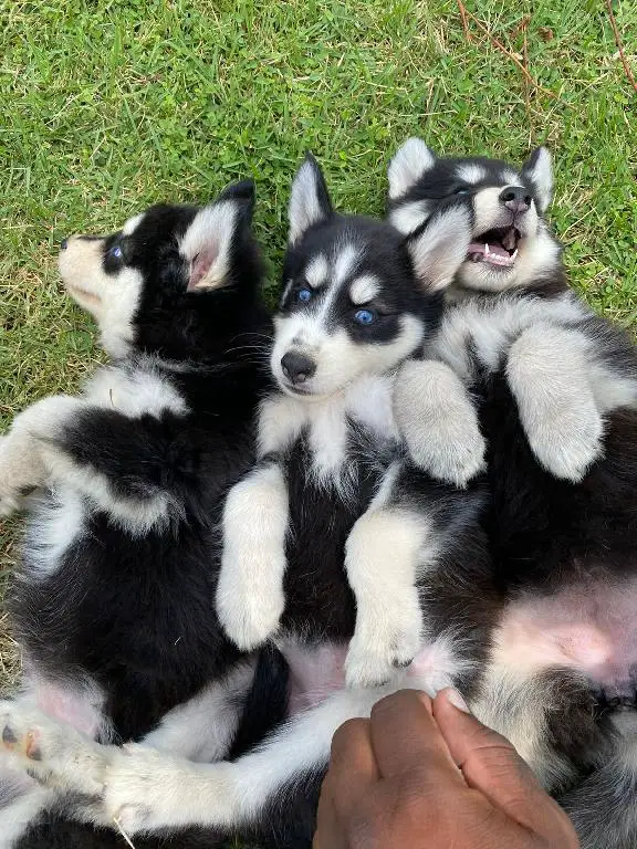 Husky siberiano hembra y macho  en San Cristóbal Foto 7168302-1.jpg