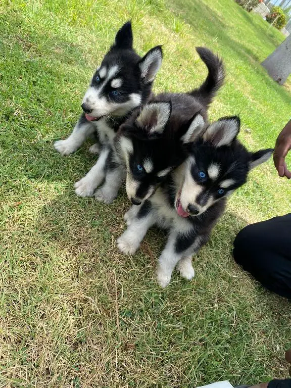 Husky siberiano hembra y macho  en San Cristóbal Foto 7168302-2.jpg