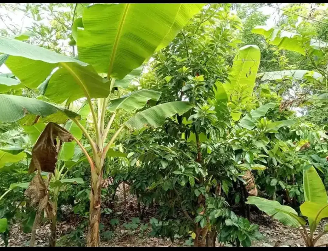 Se vende finca en imbert Puerto plata  Foto 7169513-2.jpg