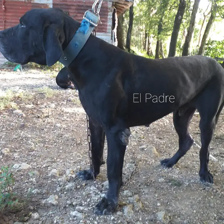 Madre PITBULL  y  el Padre  FILA BRASILEÑO. en Puerto Plata Foto 7169816-w1.jpg