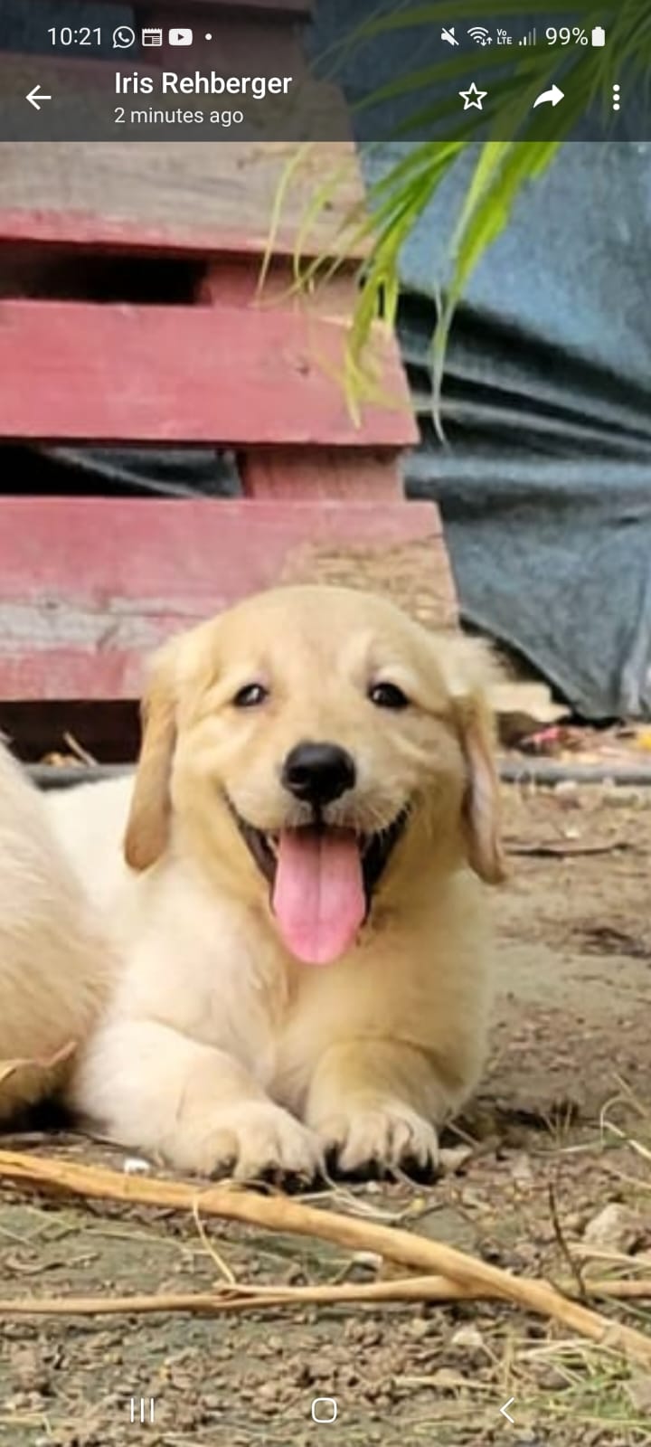 Hermosos golden retriever cachorros en venta  Foto 7172062-h1.jpg