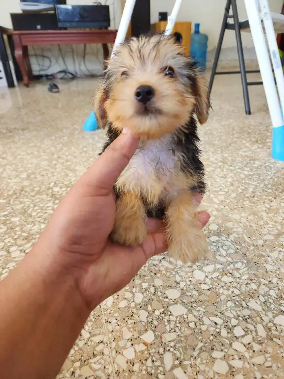 Yorkshire Terrier Yorki Foto 7173508-3.jpg