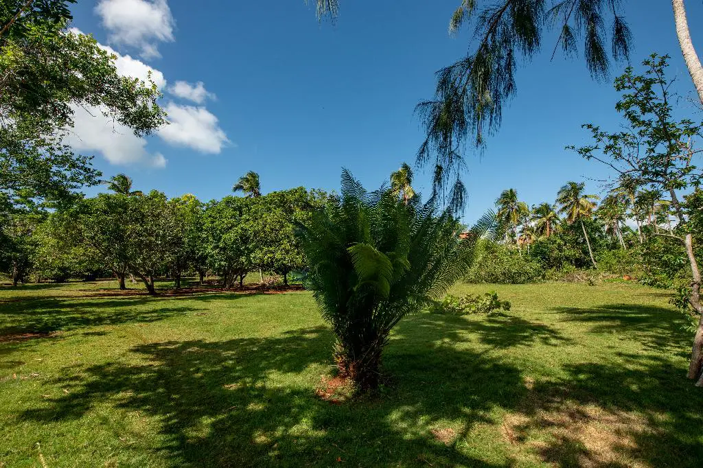 Solares en venta en Samaná  Foto 7174541-R1.jpg