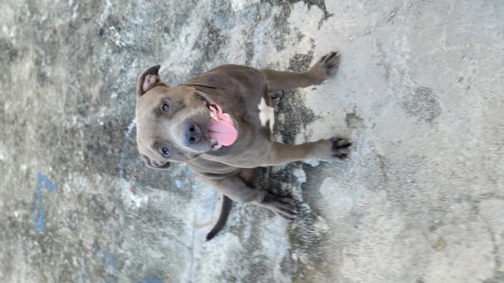 Pitbull blue pura sangre Cachorros en Santo Domingo Este Foto 7176012-1.jpg