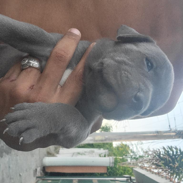 Pitbull blue puro en Santo Domingo Este Foto 7184288-1.jpg
