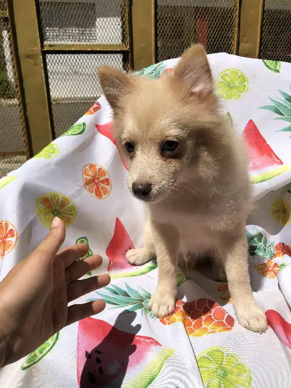 Vendo perritos de raza pomerania Foto 7185545-3.jpg