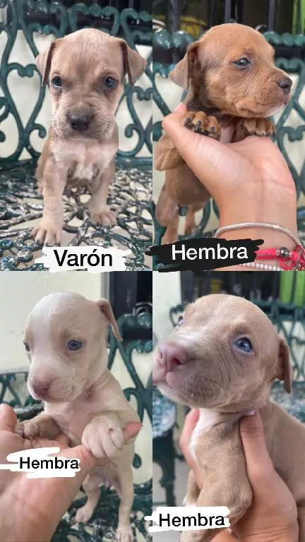 Pitbull Madre pitbull terrier blue padre bully blue Foto 7188974-1.jpg