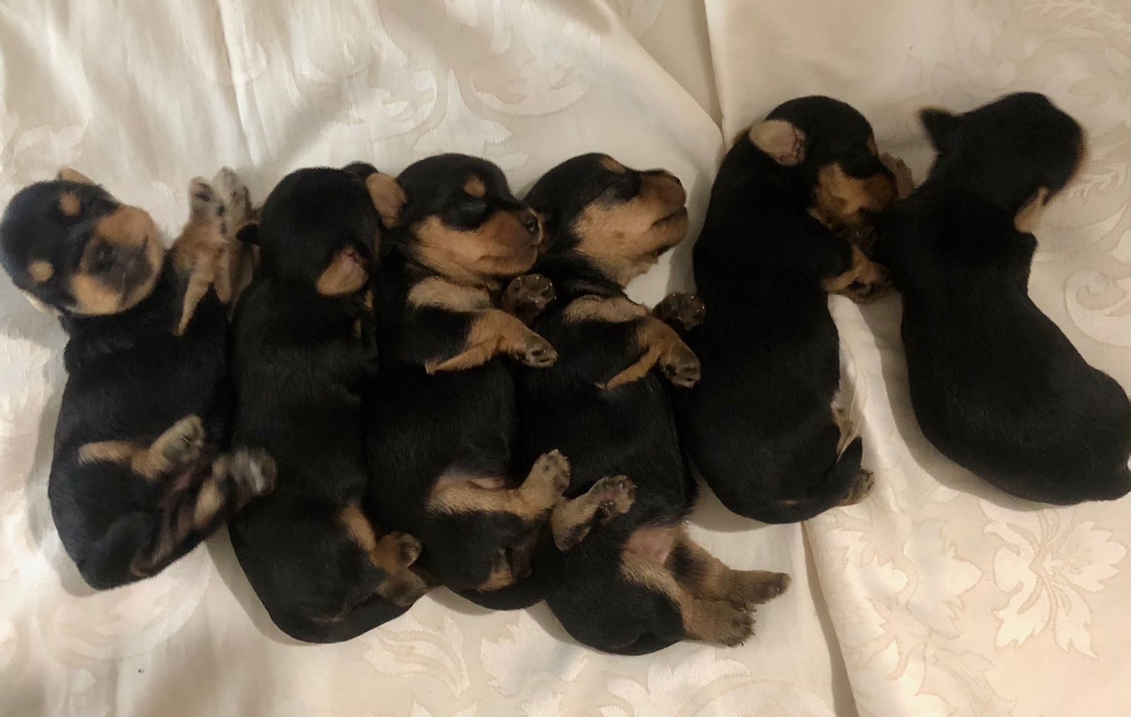 HERMOSOS YORKIES AMBOS SEXOS DISPONIBLES Foto 7189311-1.jpg