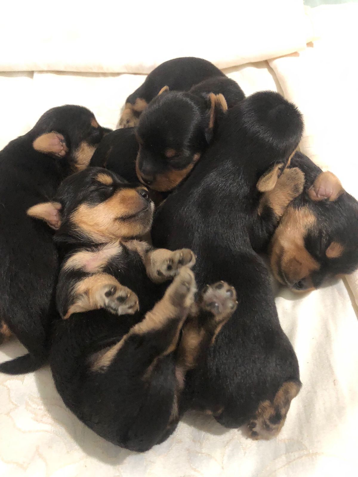 HERMOSOS YORKIES AMBOS SEXOS DISPONIBLES Foto 7189311-3.jpg