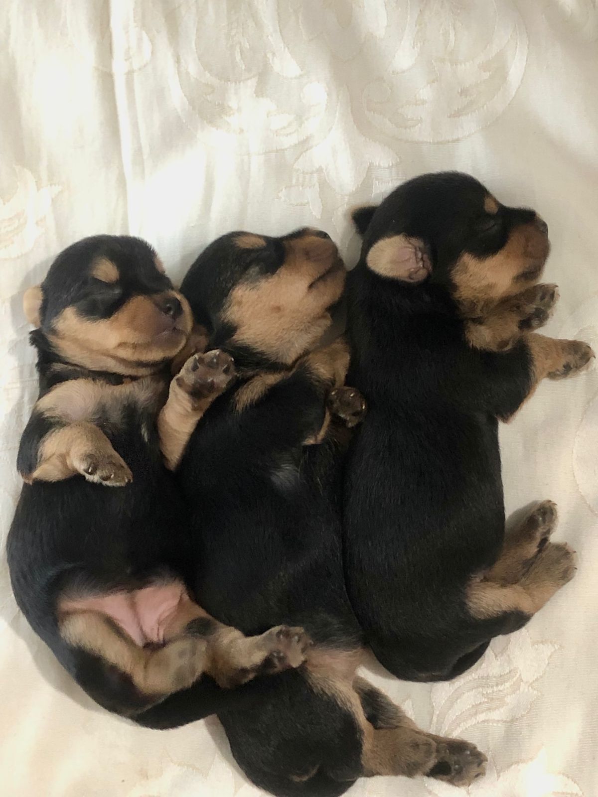 HERMOSOS YORKIES AMBOS SEXOS DISPONIBLES Foto 7189311-4.jpg