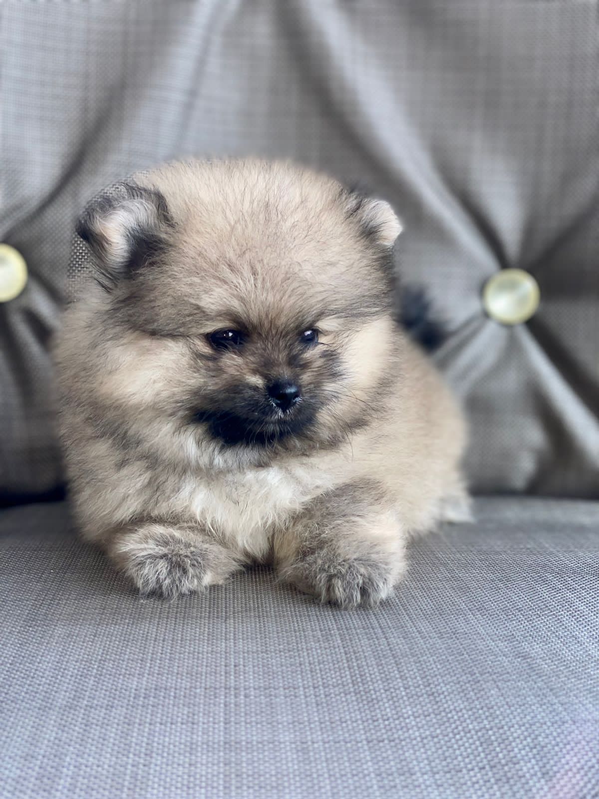 Pomerania cara de oso hembra  Foto 7190324-2.jpg