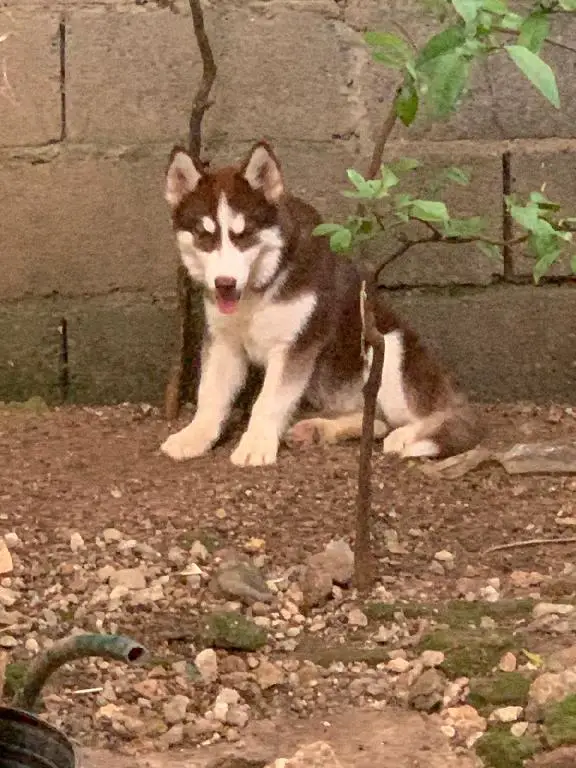 Husky Siberiano 4 meses hembra vacunas al dia Foto 7190904-2.jpg