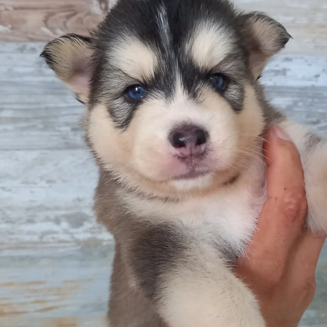 Huskys wooly vacunados Cel849854-0199 en Santo Domingo Oeste Foto 7191765-3.jpg