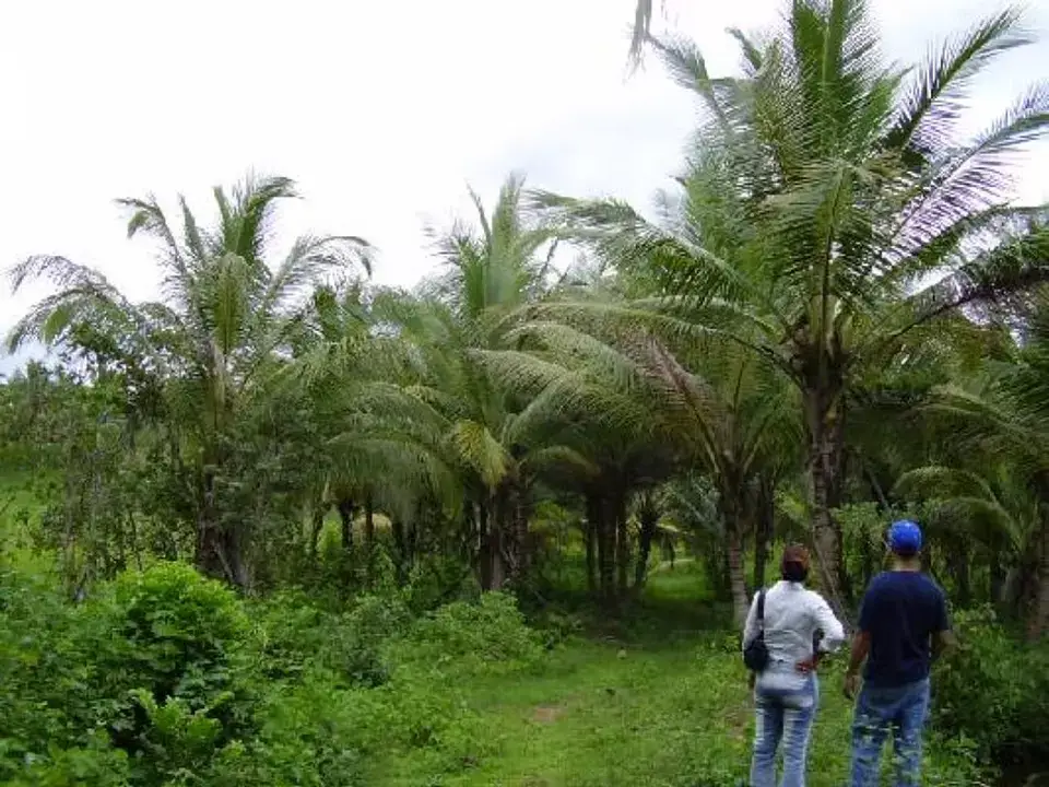 FINCA FRUTAL Y COQUERA EN LA CIRCUNVALACION SANTO DOMINGO NORTE EN EL  Foto 7199017-E1.jpg