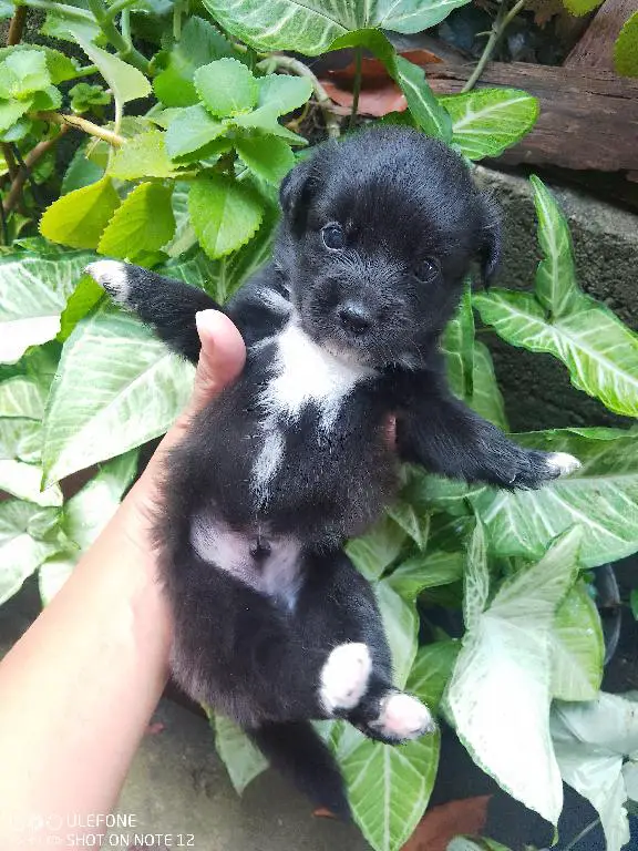 Ofertón perros raza pequeña 829 807 4032 Foto 7199239-2.jpg