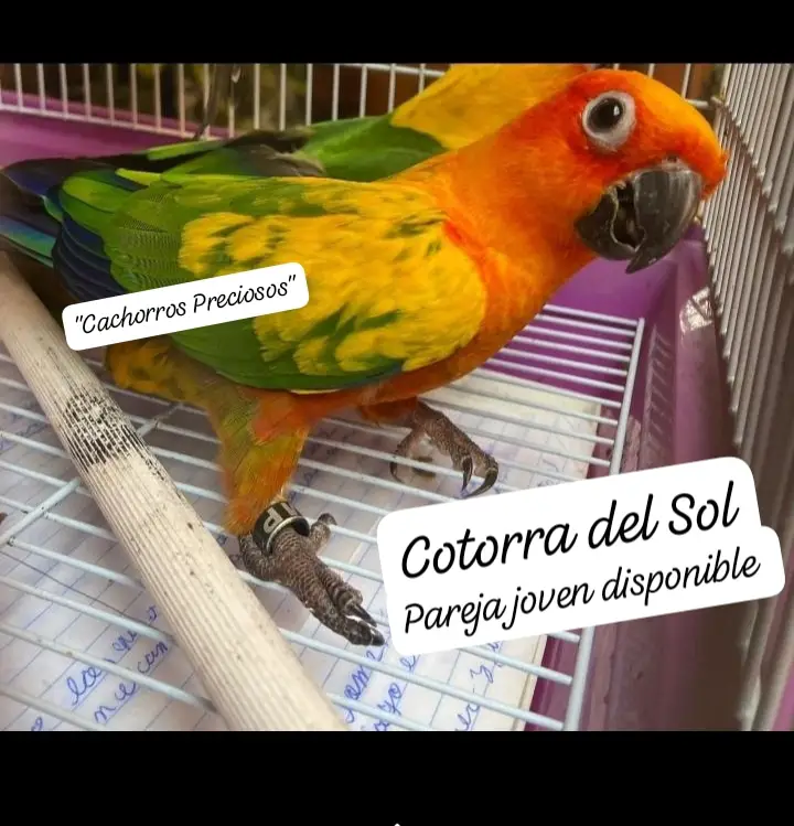Aves de todas las razas papillera joven y ya reproductora. Foto 7200492-R2.jpg