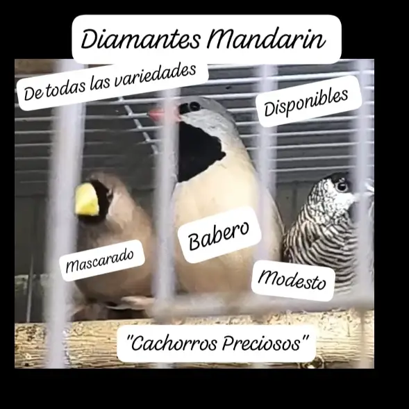 Aves de todas las razas papillera joven y ya reproductora. Foto 7200492-w1.jpg