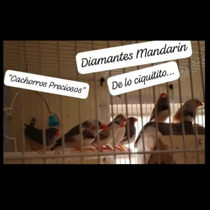 Aves de todas las razas papillera joven y ya reproductora. Foto 7200492-w2.jpg